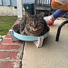cat, tabby_cat, cardboard_bed, porch, brick, concrete, person, legs, running_shoes, blue_leggings, outdoor, pet, animal, relaxing, sitting, green_eyes, feline, house, trash_can, stairs