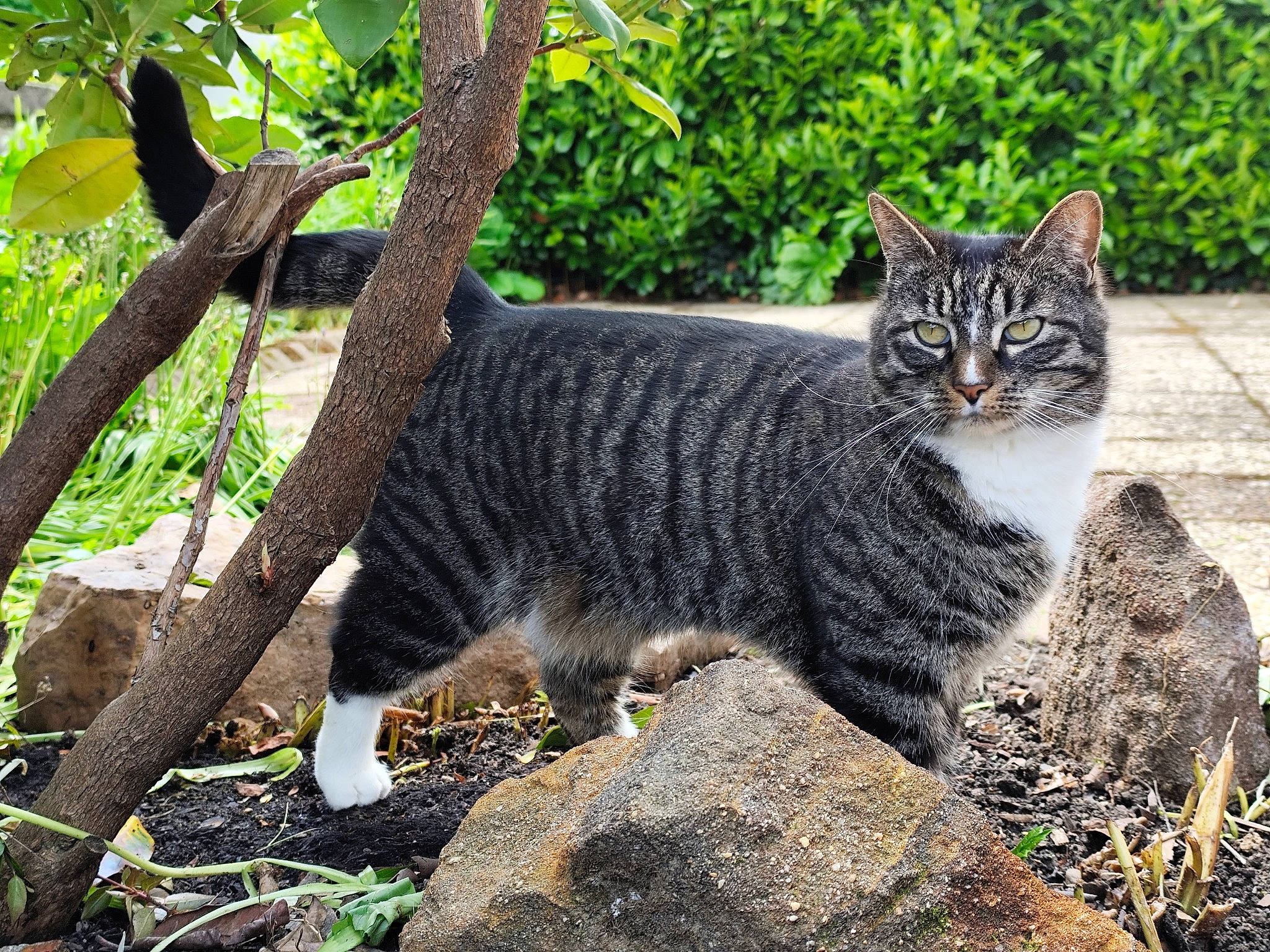 Happy a rejoint le concours — aidez-le/la à gagner de superbes lots ! carnivore, cat, domestic_short_haired_cat, felidae, fur, grass, groundcover, organism, paw, plant, rock, small_to_medium_sized_cats, snout, tail, terrestrial_animal, tree, trunk, twig, whiskers, wildlife