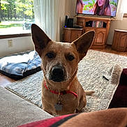 Rocko is registered to the contest to win money with this photo: dog, living_room, red_collar, pet, carpet, window, natural_light, television, wooden_furniture, dog_bed, curious, ears, indoor, home, floor, blanket, couch, relaxed, watching, attention