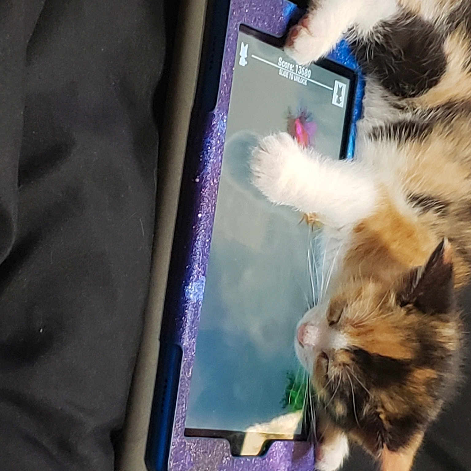 Gizmo joined the competition — help win amazing prizes! carnivore, cat, claw, communication_device, companion_dog, computer, dog_breed, domestic_short_haired_cat, felidae, fur, gesture, laptop, netbook, organism, personal_computer, small_to_medium_sized_cats, snout, tail, whiskers, wildlife