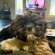 Finn is registered to the contest to win money with this photo: puppy, dog, fluffy, cute, indoor, living_room, couch, television, blurred_background, fur, pet, closeup, relaxing, cozy, home, furniture, canine, portrait, animal, domestic
