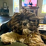 puppy, dog, fluffy, cute, indoor, living_room, couch, television, blurred_background, fur, pet, closeup, relaxing, cozy, home, furniture, canine, portrait, animal, domestic