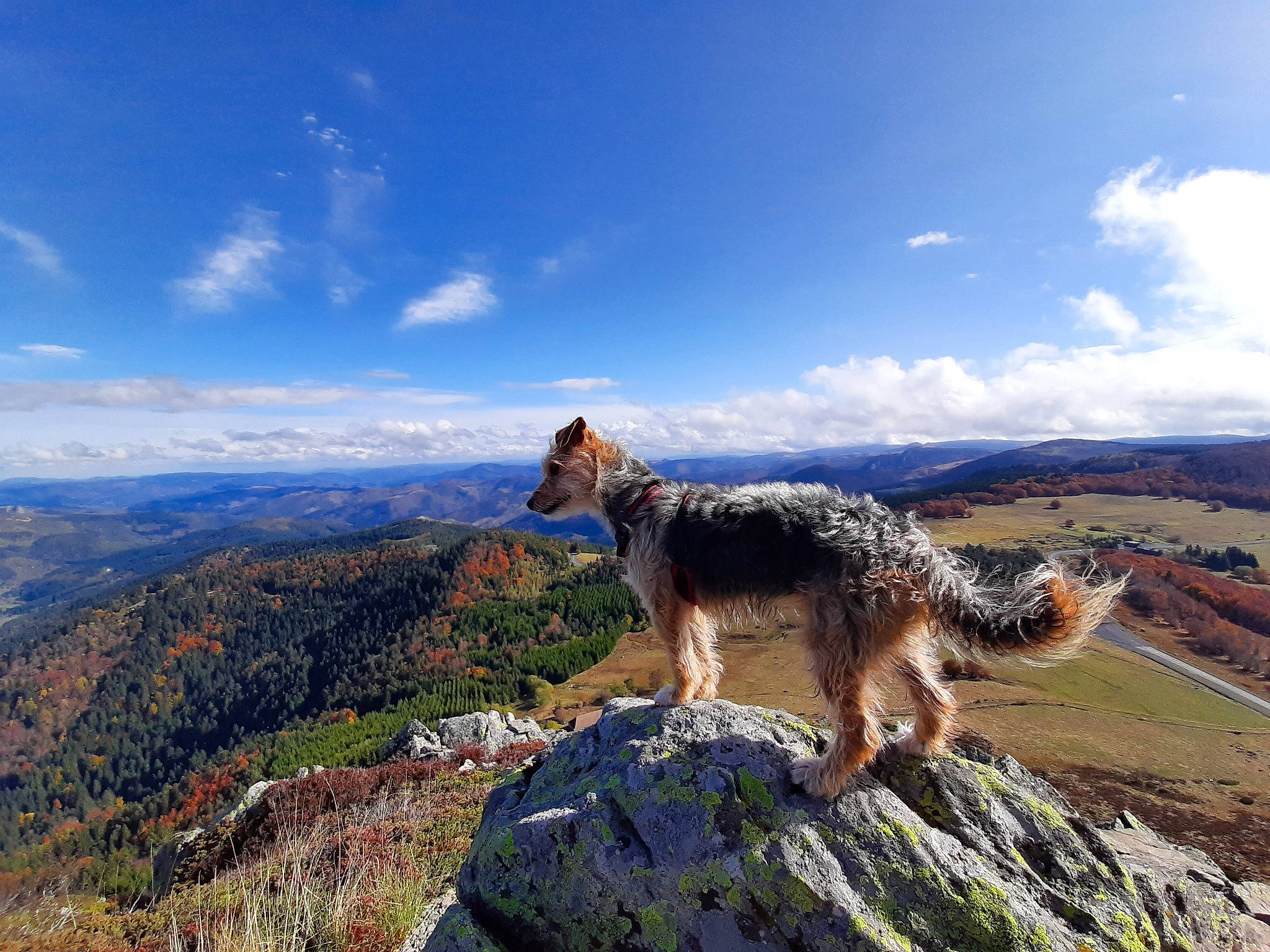 Inna participe au concours pour gagner de l'argent avec cette photo : canidae, canis, carnivore, dog, dog_breed, hill, mountain, mountainous_landforms, photography, ridge, sky, wilderness, working_dog