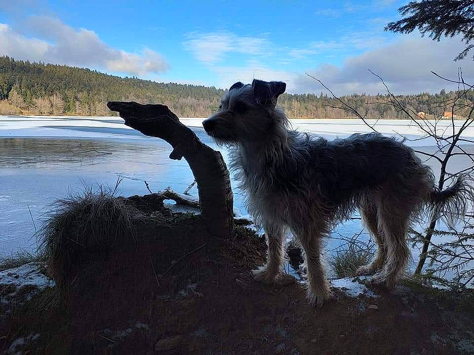 Inna participe au concours pour gagner de l'argent avec cette photo : canidae, carnivore, dog, dog_breed, irish_wolfhound, mammal, scottish_deerhound, sporting_group, vertebrate