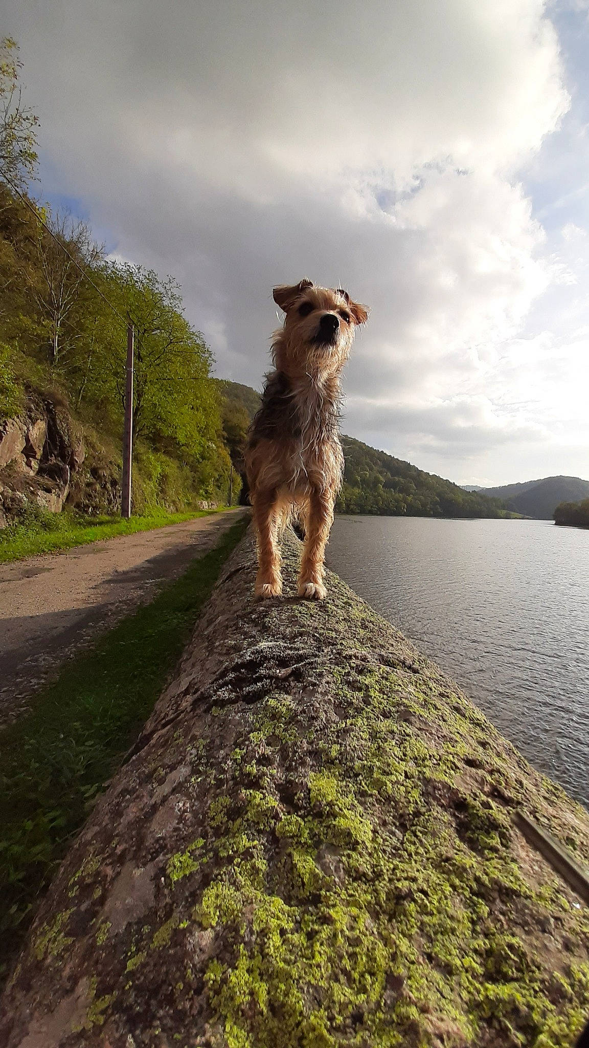 Inna participe au concours pour gagner de l'argent avec cette photo : airedale_terrier, border_terrier, canidae, carnivore, dog, dog_breed, irish_wolfhound, mammal, miniature_schnauzer, sporting_group, terrier, tree