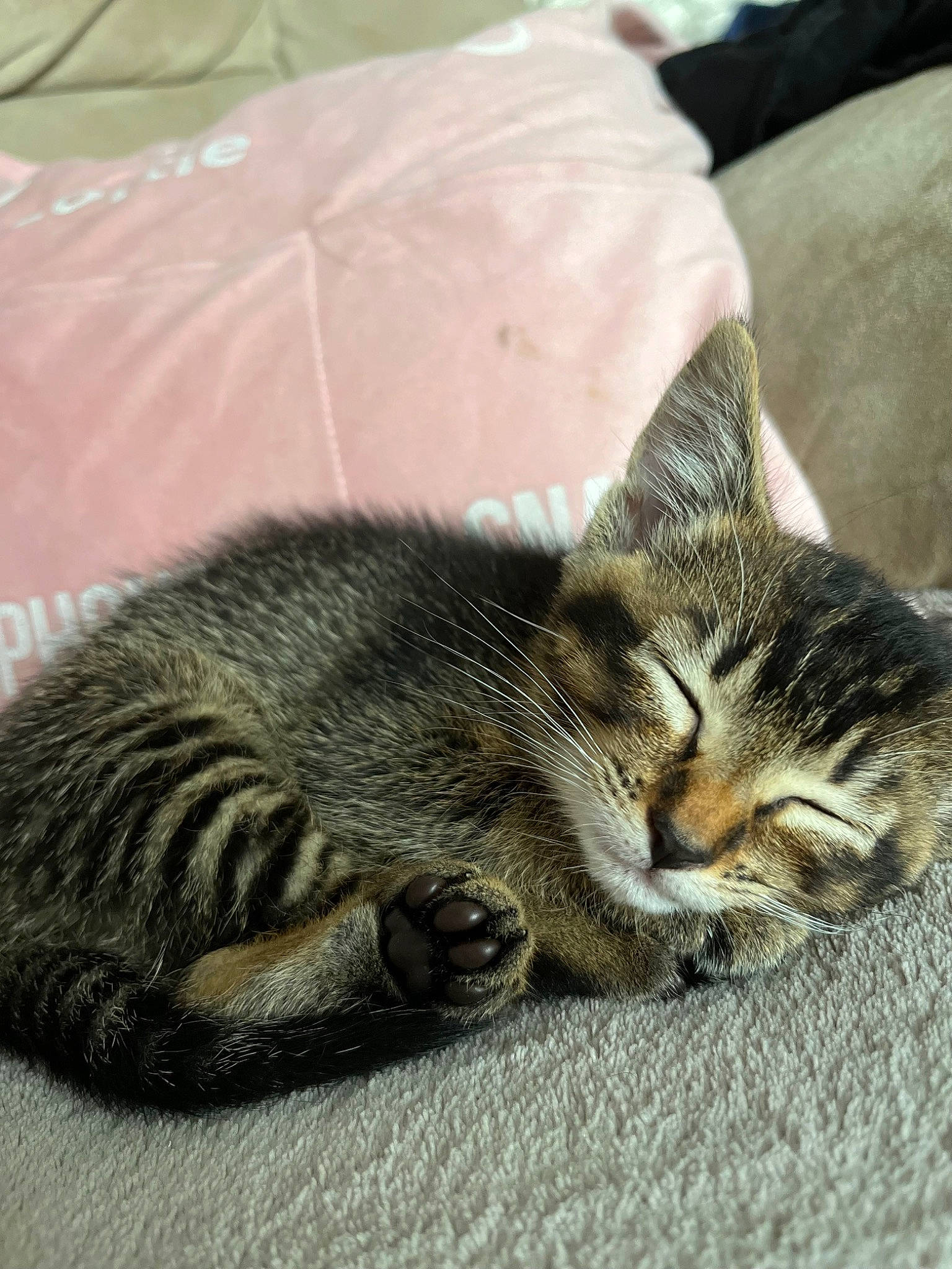 Hobbs is registered to the contest to win money with this photo: carnivore, cat, claw, comfort, domestic_short_haired_cat, eye, felidae, fur, nap, paw, sitting, sleep, small_to_medium_sized_cats, snout, tail, terrestrial_animal, whiskers