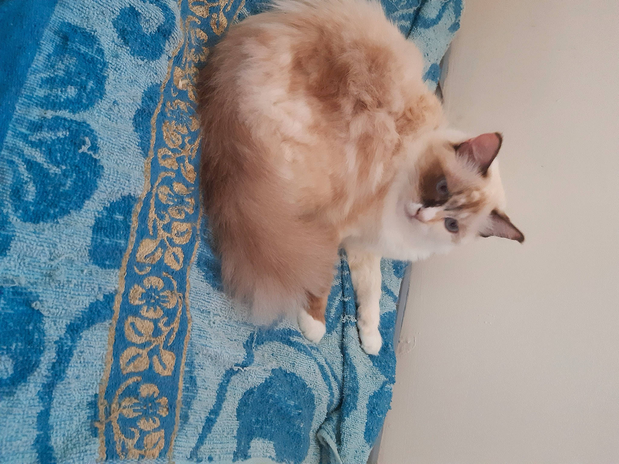 Mini a rejoint le concours — aidez-le/la à gagner de superbes lots ! balinese, blue, canidae, carnivore, cat, dog_breed, domestic_short_haired_cat, electric_blue, eye, fawn, felidae, fur, gesture, paw, small_to_medium_sized_cats, snout, tail, thai, whiskers, wood