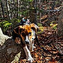 Tego is registered to the contest to win money with this photo: puppy, dog, forest, leaves, nature, outdoors, harness, leash, tree, woodland, curious, animal, young_dog, autumn, walking, pet, canine, brown, white, black