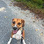 Tego joined the competition — help win amazing prizes! dog, leash, outdoor, gravel, path, greenery, happy, pet, canine, smiling, nature, walking, animal, brown, white, ears, tongue, collar, excited, park