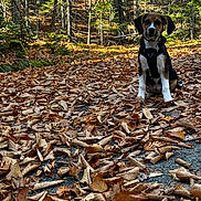 Tego joined the competition — help win amazing prizes! dog, forest, autumn, leaves, path, trees, nature, outdoor, animal, pet, brown, black, white, harness, sunlight, fall, season, sitting, canine, woods