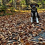 dog, forest, autumn, leaves, path, trees, nature, outdoor, animal, pet, brown, black, white, harness, sunlight, fall, season, sitting, canine, woods