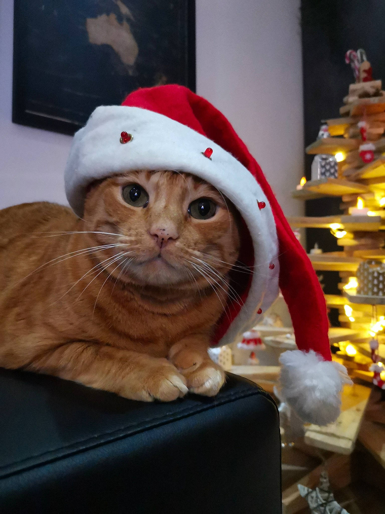 Fauve a rejoint le concours — aidez-le/la à gagner de superbes lots ! carnivore, cat, cat_supply, christmas, christmas_decoration, christmas_eve, costume_accessory, display_device, fawn, felidae, fictional_character, fur, holiday, pet_supply, picture_frame, small_to_medium_sized_cats, snout, tabby_cat, vertebrate, whiskers