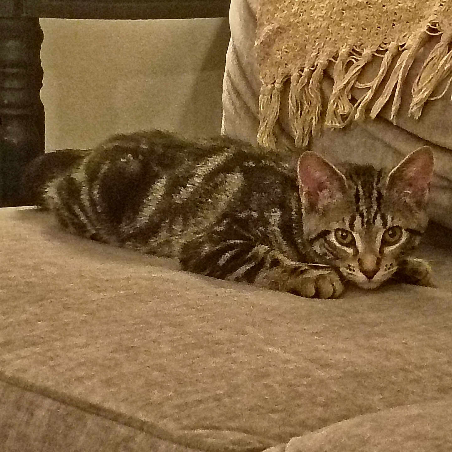 Charlie Bear joined the competition — help win amazing prizes! cat, kitten, tabby, couch, furniture, indoor, pet, animal, cozy, blanket, curious, feline, striped, resting, home, cute, young, domestic_cat, relaxed, living_room