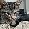 Charlie Bear is registered to the contest to win money with this photo: cat, kitten, tabby, close_up, pet, fur, whiskers, eyes, indoor, blanket, knitted, resting, cute, animal, young, curious, small, soft, feline, domestic