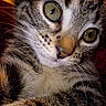 animal, cat, close_up, curious, cute, domestic_cat, face, feline, fur, green_eyes, indoor, muzzle, nose, pet, portrait, soft_light, tabby, texture, whiskers, young_cat