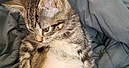 Charlie Bear joined the competition — help win amazing prizes! kitten, cat, tabby, fur, pet, animal, cute, young, whiskers, paw, blanket, indoor, resting, looking_down, cozy, sleepy, fur_pattern, tail, small, domestic_cat