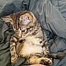 animal, blanket, cat, cozy, cute, domestic_cat, fur, fur_pattern, indoor, kitten, looking_down, paw, pet, resting, sleepy, small, tabby, tail, whiskers, young
