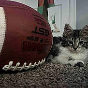 Penelope joined the competition — help win amazing prizes! kitten, cat, football, carpet, indoor, pet, animal, furry, small, young, curious, closeup, gray, white, floor, texture, background, person, legs, shoes