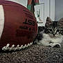kitten, cat, football, carpet, indoor, pet, animal, furry, small, young, curious, closeup, gray, white, floor, texture, background, person, legs, shoes