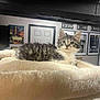 Penelope is registered to the contest to win money with this photo: kitten, cat, tabby, fur, bed, plush, indoor, pet, animal, whiskers, ears, eyes, furniture, room, poster, door, curious, cozy, resting, young