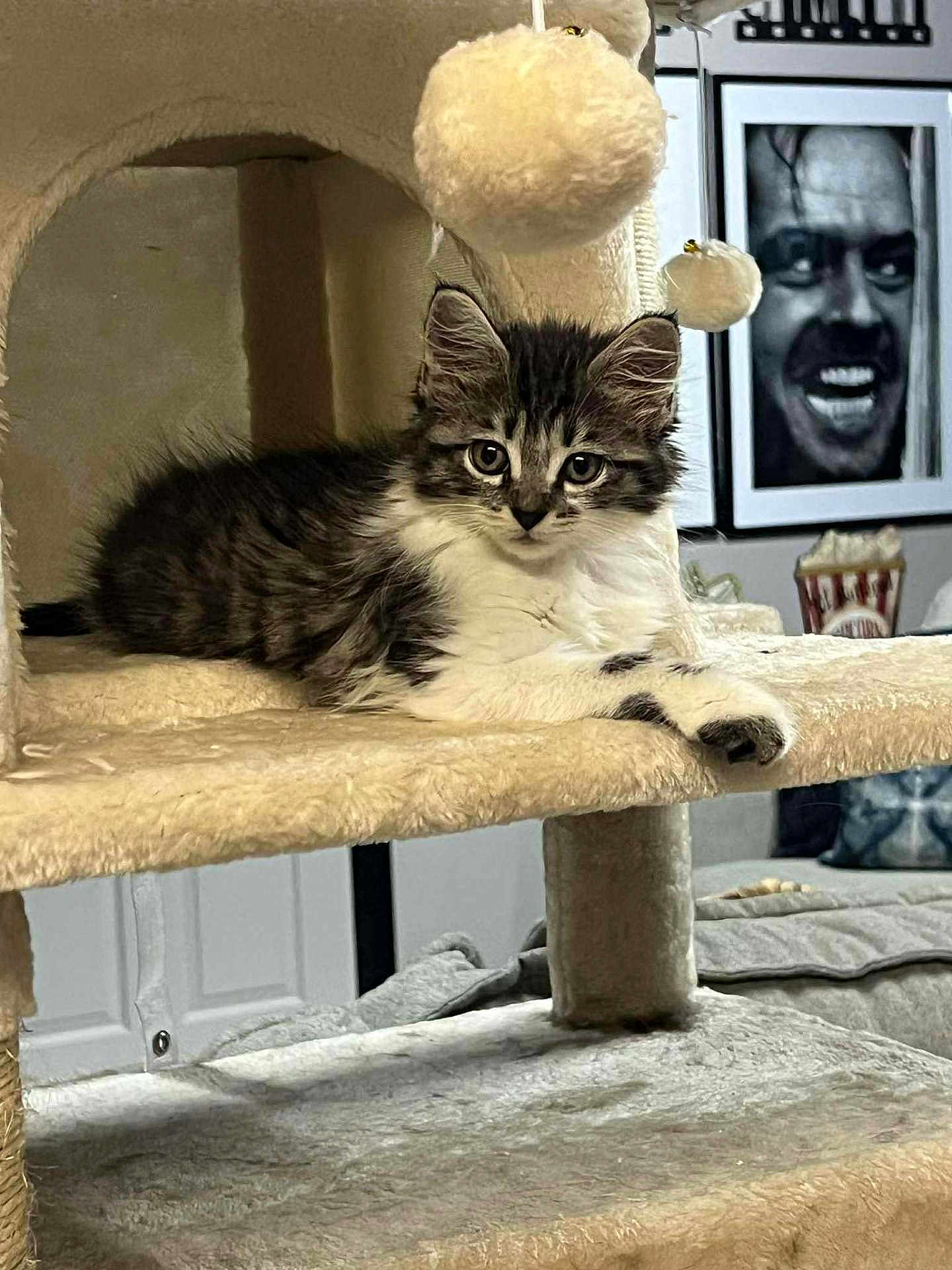 Penelope is registered to the contest to win money with this photo: kitten, cat, cat_tree, furniture, indoor, pet, gray, white, fluffy, portrait, animal, cute, cozy, resting, looking, eyes, curious, background, photograph, black_and_white