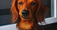 Cooki participe au concours pour gagner de l'argent avec cette photo : dog, canine, reddish_coat, long_hair, floppy_ears, brown_eyes, black_nose, collar, harness, window, portrait, close_up, outdoor, pet, animal, looking_at_camera, alert, sitting, fur, dramatic_lighting