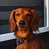 dog, canine, reddish_coat, long_hair, floppy_ears, brown_eyes, black_nose, collar, harness, window, portrait, close_up, outdoor, pet, animal, looking_at_camera, alert, sitting, fur, dramatic_lighting