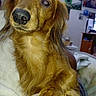 Cooki a rejoint le concours — aidez-le/la à gagner de superbes lots ! dog, golden_retriever, pet, animal, portrait, close_up, floppy_ears, long_hair, golden_fur, black_nose, brown_eyes, paw, claws, sitting, indoors, home, person, arm, wall_art, funny_pose
