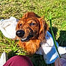 Cooki participe au concours pour gagner de l'argent avec cette photo : dog, puppy, canine, brown_fur, reddish_fur, long_hair, floppy_ears, smiling, teeth, nose, eyes, face, grass, outdoor, sunlight, pet, lying_down, garden, human_hand, human_knee