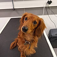 Cooki a rejoint le concours — aidez-le/la à gagner de superbes lots ! dog, pet, long_hair, brown_fur, reddish_coat, floppy_ears, sitting, head_tilt, looking_at_camera, dark_eyes, black_nose, collar, pet_tag, grooming_table, veterinary_room, indoor, tiles, electrical_cords, portrait, cute
