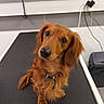 dog, pet, long_hair, brown_fur, reddish_coat, floppy_ears, sitting, head_tilt, looking_at_camera, dark_eyes, black_nose, collar, pet_tag, grooming_table, veterinary_room, indoor, tiles, electrical_cords, portrait, cute