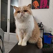 Jade a rejoint le concours — aidez-le/la à gagner de superbes lots ! cat, indoor, furniture, couch, pet, animal, portrait, pop_art, poster, window, door, floor, tile, domestic, cute, fluffy, sitting, white, cream, leather