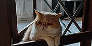 Jade participe au concours pour gagner de l'argent avec cette photo : cat, fluffy, indoor, furniture, wooden_chair, paws, floor_tile, window, natural_light, relaxed, pet, animal, cute, resting, home, cozy, shadow, contemplative, whiskers, ears