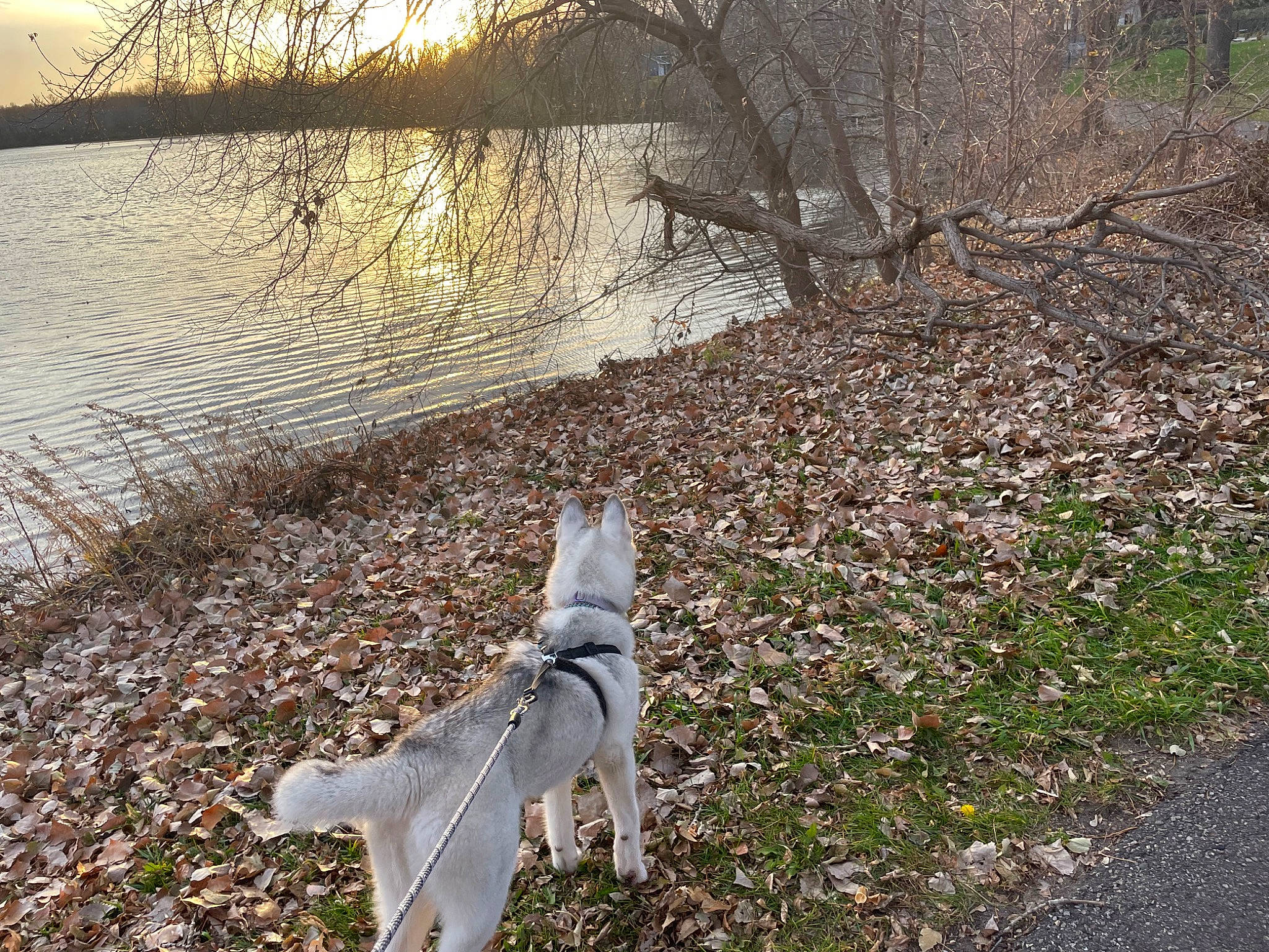Maya is registered to the contest to win money with this photo: carnivore, companion_dog, dog, dog_breed, fawn, grass, lake, landscape, natural_landscape, plant, reflection, reservoir, sky, spring, tail, tree, twig, water, winter, wood