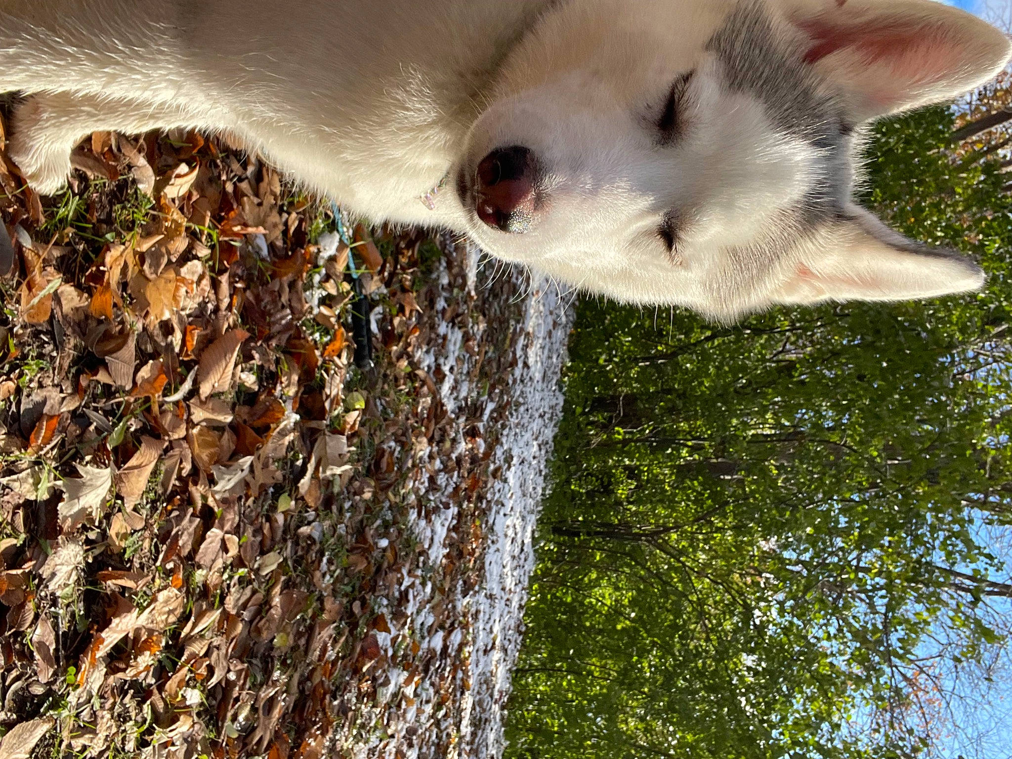 Maya joined the competition — help win amazing prizes! carnivore, companion_dog, dog, dog_breed, fawn, felidae, fur, grass, plant, sky, small_to_medium_sized_cats, snout, tail, terrestrial_animal, tree, trunk, water, whiskers, wildlife, wood