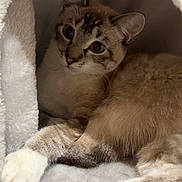 Opal joined the competition — help win amazing prizes! animal, cat, cat_cave, cozy, curious, cute, feline, fur, home, indoor, mammal, paws, pet, plush, relaxed, resting, sleepy, soft, tabby, whiskers