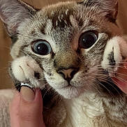 Opal joined the competition — help win amazing prizes! cat, close_up, wide_eyes, paw, hand, fur, whiskers, indoor, cute, pet, animal, face, tabby, playful, expression, holding, soft, domestic, mammal, portrait