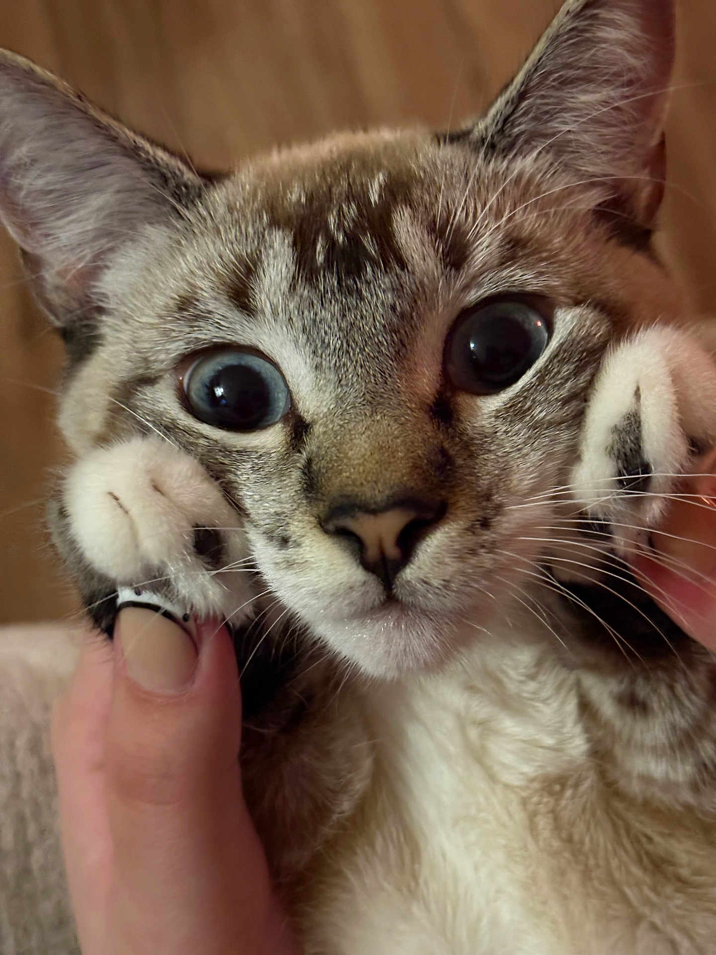 Opal joined the competition — help win amazing prizes! cat, close_up, wide_eyes, paw, hand, fur, whiskers, indoor, cute, pet, animal, face, tabby, playful, expression, holding, soft, domestic, mammal, portrait