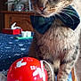 cat, tabby_cat, bow_tie, red_ornament, tablecloth, blue, white_spots, indoor, furniture, plant, decor, holiday, close_up, pet, whiskers, face, paws, domestic_cat, cute, festive