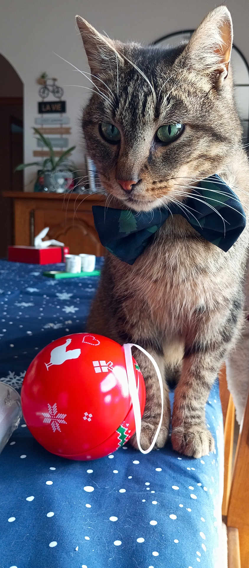 Rio participe au concours pour gagner de l'argent avec cette photo : cat, tabby_cat, bow_tie, red_ornament, tablecloth, blue, white_spots, indoor, furniture, plant, decor, holiday, close_up, pet, whiskers, face, paws, domestic_cat, cute, festive