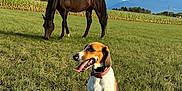Shelby a rejoint le concours — aidez-le/la à gagner de superbes lots ! dog, horse, grass, field, outdoor, nature, animal, sky, mountain, sunlight, grazing, collar, mammal, greenery, peaceful, daytime, landscape, rural, tongue_out, sitting