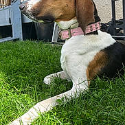 Shelby a rejoint le concours — aidez-le/la à gagner de superbes lots ! dog, grass, outdoor, collar, pink_collar, tricolor, relaxed, sunlight, pet, animal, side_view, nature, peaceful, canine, fur, ears, resting, summer, yard, house