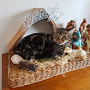 Maewen participe au concours pour gagner de l'argent avec cette photo : animal, basket, cat, christmas, decorative_straw, feline, figurines, holiday, home_decor, indoor, manger, nativity, ornament, relaxed, resting, star_decoration, still_life, tabby, wooden_surface, woven