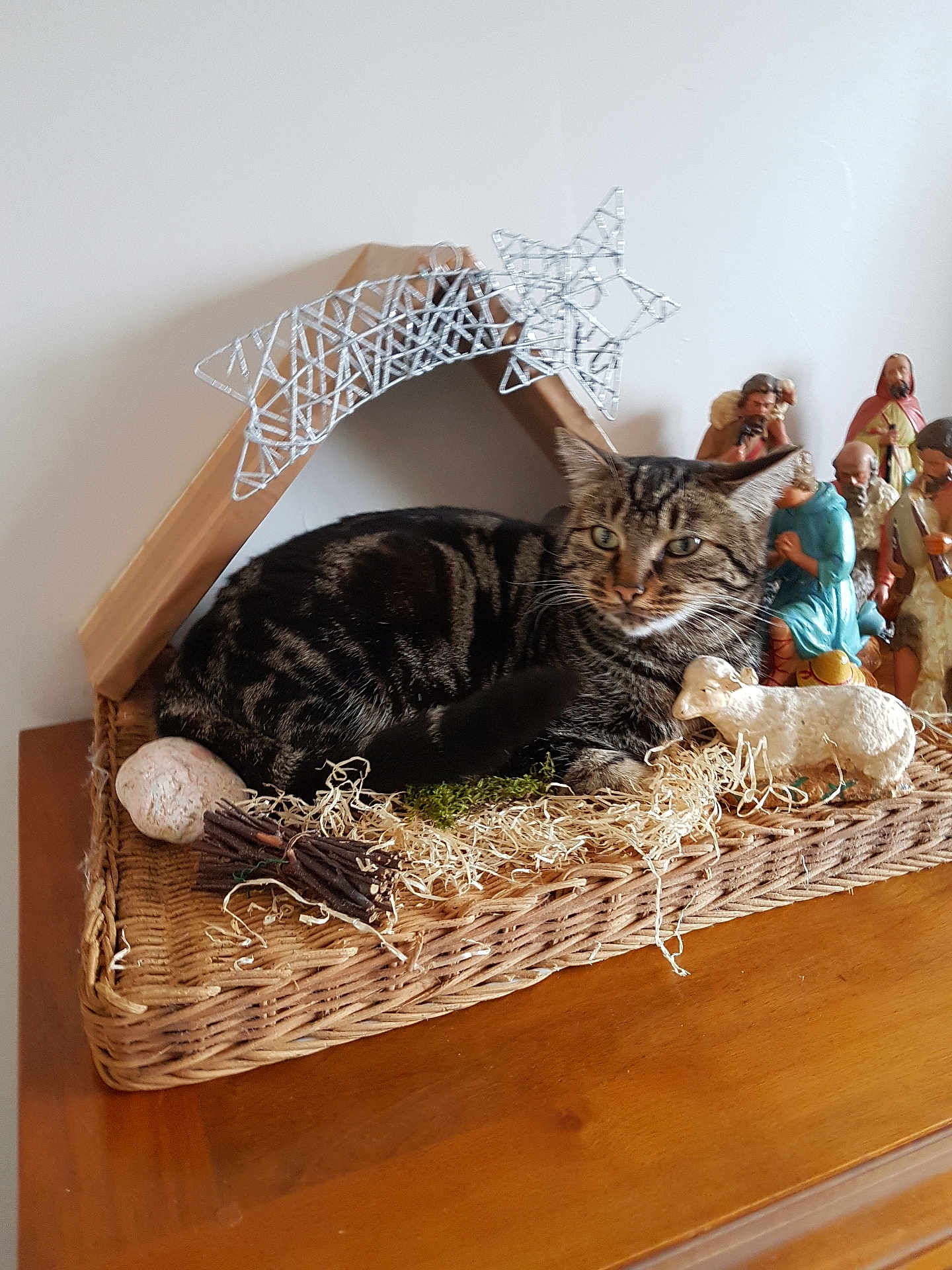 Maewen participe au concours pour gagner de l'argent avec cette photo : animal, basket, cat, christmas, decorative_straw, feline, figurines, holiday, home_decor, indoor, manger, nativity, ornament, relaxed, resting, star_decoration, still_life, tabby, wooden_surface, woven