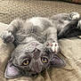 animal, blanket, cat, closeup, couch, cozy, cute, ear, fur, gray_cat, indoor, nose, paw, pet, playful, portrait, relaxed, upside_down, whiskers, yellow_eyes
