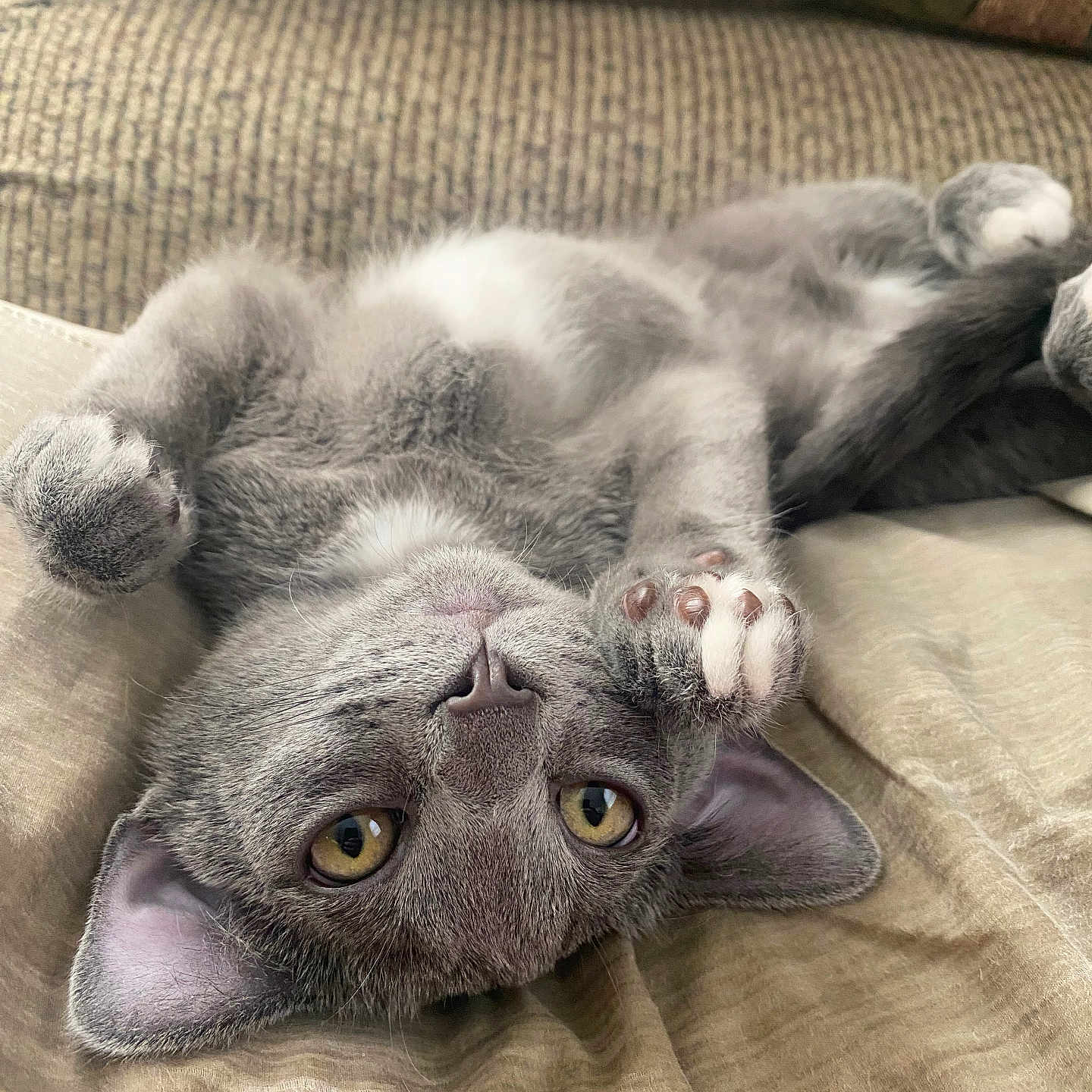 Ace is registered to the contest to win money with this photo: animal, blanket, cat, closeup, couch, cozy, cute, ear, fur, gray_cat, indoor, nose, paw, pet, playful, portrait, relaxed, upside_down, whiskers, yellow_eyes
