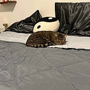 Gilbert joined the competition — help win amazing prizes! animal, bed, bedding, black_pillow, cat, cozy, feline, fur, gray_bedspread, home, indoor, pet, pillow, quiet, relaxation, resting, sleeping, striped_cat, tabby, yin_yang_pillow