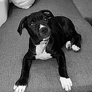 Alia participe au concours pour gagner de l'argent avec cette photo : dog, puppy, black_and_white, couch, indoor, pet, canine, fur, collar, paw, tile_floor, pillow, resting, looking_up, cute, animal, domestic_animal, young_dog, monochrome, cozy
