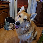 Rocky a rejoint le concours — aidez-le/la à gagner de superbes lots ! dog, golden_dog, fluffy, pet, animal, sitting, head_tilt, happy, open_mouth, tongue, large_dog, long_fur, golden_fur, white_fur, indoors, wooden_floor, doorway, furniture, television, laundry_basket
