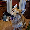 dog, golden_dog, fluffy, pet, animal, sitting, head_tilt, happy, open_mouth, tongue, large_dog, long_fur, golden_fur, white_fur, indoors, wooden_floor, doorway, furniture, television, laundry_basket